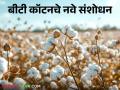 BT Cotton : बीटी कॉटनचे 'हे' नवे संशोधित वाण बाजारात; उत्पादन वाढीसाठी होणार फायदा - Marathi News | BT Cotton: 'This' new improved variety of BT cotton in the market; It will be beneficial to increase production | Latest agriculture News at Lokmat.com