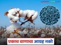 BT Cotton : कृषी विभागाचा सल्ला : एकाच वाणाचा अति वापर टाळा, पर्याय निवडा! वाचा सविस्तर - Marathi News | latest news BT Cotton: Agriculture Department's advice: Avoid overuse of a single variety, choose alternatives! Read in detail | Latest agriculture News at Lokmat.com