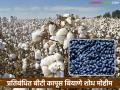 HTBT Cotton Seed : शेतकऱ्यांनो सावध! प्रतिबंधित बियाण्यांच्या विक्रीवर कृषी विभागाचा 'वॉच' सुरू वाचा सविस्तर - Marathi News | latest news HTBT Cotton Seed: Farmers beware! Agriculture Department starts 'watch' on sale of banned cotton seeds Read in detail | Latest agriculture News at Lokmat.com