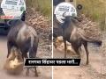 Video: भन्नाट झुंज! रानगव्याने दाखवला इंगा; सिंहाला पायात धरलं, आदळलं अन् पळवून लावलं... - Marathi News | shocking fight video between wildebeest lion fight video and lion in jungle trending on social video | Latest social-viral News at Lokmat.com
