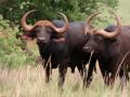 काय सांगता? दोन म्हशींना शोधण्यासाठी राजकीय दबाव! - Marathi News | Political pressure to find two buffaloes! | Latest mumbai News at Lokmat.com