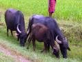 भूल देऊन म्हशींच्या तस्करीचा डाव - Marathi News | Buffalo smuggling left by mistake | Latest navi-mumbai News at Lokmat.com