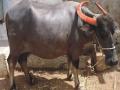 पाळण्यात झोपलेल्या चिमुकल्यावर पडले म्हशीचे शेण, गुदमरुन जागीच मृत्यू - Marathi News | Buffalo dung fell on the baby who was sleeping in the cradle, he suffocated to death on the spot | Latest uttar-pradesh News at Lokmat.com