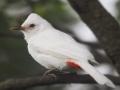 निसर्गाची किमया; साताऱ्यात दुर्मीळ ‘श्वेत शाही बुलबुल’चे दर्शन! - Marathi News | A rare white royal nightingale recorded in Satara district | Latest satara News at Lokmat.com