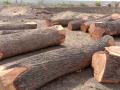 अवैध वृक्ष तोडीवर कारवाईसाठी वनविभागाला सापडला मुहुर्त   - Marathi News | Forest department take action against illegal tree cutting | Latest buldhana News at Lokmat.com