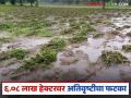 Crop Damage : ६.०८ लाख हेक्टरवरील पिकांना अतिवृष्टीचा फटका वाचा सविस्तर - Marathi News | latest news Crop Damage: Crops on 6.08 lakh hectares affected by heavy rains Read in detail | Latest agriculture News at Lokmat.com