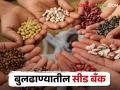 Seed Bank : बुलढाणा जिल्ह्यात दहा ठिकाणी सुरू झाली 'सीड बँक', वाचा सविस्तर यादी! - Marathi News | Latest News Seed Bank' started at ten places in Buldhana district, read the detailed list | Latest agriculture News at Lokmat.com