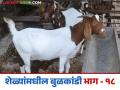 Goat Farming Disease : शेळ्यांच्या नाकातोंडातुन पाणी गळतंय, 'हे' आहे कारण? जाणून घ्या उपाय  - Marathi News | Latest News Goat Farming Disease sheli bulkandi aajar Water is leaking from nose and mouth of goats Know the solution | Latest agriculture News at Lokmat.com