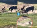 Viral Video: आला अंगावर घेतला शिंगावर! वळुने सायकस्वाराला हवेत चेंडुसारखे उडवुन आदळले अन् मग... - Marathi News | bull attacks cyclist and toss him in air video goes viral on internet | Latest social-viral News at Lokmat.com