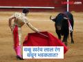 वळू लाल रंग बघून भडकतात तुम्हालाही असंच वाटतं का? सत्य वाचून बसेल आपल्याला धक्का - Marathi News | Does the sight of red really make a bull furious | Latest jarahatke News at Lokmat.com