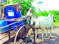 फवारणीसाठी बैलगाडीने न्यावे लागते पाणी! - Marathi News | Sprouting bullock carries water! | Latest vashim News at Lokmat.com