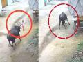 Video: चार वर्षीय चिमुकल्यावर बैलाचा हल्ला; आधी शिंगाने उडवलं मग तुडवलं आणि नंतर अंगावर बसला - Marathi News | UP Aligarh bull attack on toddler video footage; children injured | Latest national News at Lokmat.com