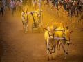 Bullock Cart Race : बैलगाडा शर्यतीचा निकाल आमच्या बाजुने लागले अशी खात्री - महेश लांडगे - Marathi News | We are sure that the result of the bullock cart race is in our favor - Mahesh Landge | Latest maharashtra News at Lokmat.com