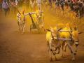 ‘ह्ये सर्जाऽऽ, फाकड्याऽऽ, ह्यॅक ह्यॅक, हुर्रऽऽ’ - Marathi News | bullock cart race supreme court orders local impact and consequences | Latest editorial News at Lokmat.com