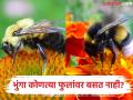 जगातील एक असं फूल ज्यावर कधीच बसत नाही भुंगा, नाव वाचून बसणार नाही आपला विश्वास - Marathi News | Which flower bumblebees never sit and why, know the reason | Latest jarahatke Photos at Lokmat.com