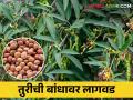 Tur Lagwad बांधावर करा या कडधान्याची लागवड आणि कमवा अधिकचा नफा - Marathi News | Cultivate tur pigeon pea on farm bund and get additional income | Latest agriculture News at Lokmat.com