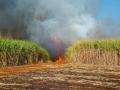 पुणे जिल्ह्यात शेतकरी स्वतःच जाळतायत शेतातील ऊस? नेमकं कारण काय - Marathi News | Farmers in Pune district are burning their own sugarcane? What is the real reason? | Latest pune News at Lokmat.com