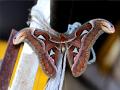 सांगली जिल्ह्यात दुसऱ्यांदा सापडले दुर्मिळ 'ॲटलास मॉथ' - Marathi News | Rare Atlas Moth butterfly found for second time in Sangli district | Latest sangli News at Lokmat.com