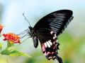 ऑनलाईन फुलपाखरू प्रदर्शन - Marathi News | Online butterfly display | Latest mumbai News at Lokmat.com