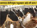 दुध उत्पादनवाढीसाठी बायपास प्रोटीनयुक्त आहार - Marathi News | Bypass protein diet for increased milk production in livestock | Latest agriculture News at Lokmat.com