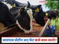 बायपास प्रोटीन अन् फॅट नेमके जनावरांच्या आहारात किती महत्त्वाचे आणि का? वाचा सविस्तर - Marathi News | How important are bypass proteins and fats in animal diets and why? Read in detail | Latest agriculture News at Lokmat.com