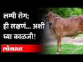 लम्पी व्हायरस पसरतोय, ही आहेत लक्षणं... काळजी घ्या! - Marathi News | Lumpy virus is spreading, these are the symptoms... be careful! | Latest maharashtra Videos at Lokmat.com