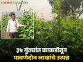 पारंपरिक पिकांना फाटा देत गणेशरावांनी ३५ गुंठे काकडीतून घेतले पावणेदोन लाखांचे उत्पन्न - Marathi News | Giving up traditional crops, Ganeshrao earned an income of Rs. 2.5 lakh from 35 gunthas of cucumbers | Latest agriculture News at Lokmat.com