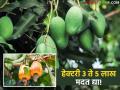 काजू-आंबा उत्पादकांना हेक्टरी ३ ते ५ लाख मदत द्या; स्वाभिमानी शेतकरी संघटना - Marathi News | Provide assistance of Rs 3 to 5 lakh per hectare to cashew and mango producers; Swabhimani Farmers' Organization | Latest agriculture News at Lokmat.com