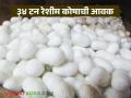 बीड कृषी उत्पन्न बाजार समितीत चार दिवसांमध्ये ३४ टन रेशीम कोषाची आवक; वाचा काय मिळतोय दर - Marathi News | 34 tons of silkworm cocoons arrive in Beed Agricultural Produce Market Committee in four days; Read what is the rate being offered | Latest agriculture News at Lokmat.com