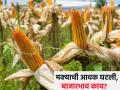 सकाळच्या सत्रात मक्याची आवक घटली, काय मिळतोय भाव? - Marathi News | The arrival of maize decreased in the morning session, what is the price? | Latest agriculture News at Lokmat.com
