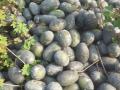 शेतकऱ्याने गुरांपुढे टाकले टरबूज - Marathi News | Farmers put watermelon in front of cattle | Latest dhule News at Lokmat.com