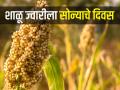 काय सांगता? शाळू ज्वारी सहा हजारी ! का वाढले भाव? - Marathi News | what do you say Shalu sorghum six thousand! Why increased prices? | Latest agriculture News at Lokmat.com