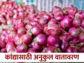 गावठी कांद्याची लागवड जोमात; पिकाची, भाजीपाल्याची अशी घ्या काळजी - Marathi News | Climatic Favorable- Gavathi Onion Cultivation Vigorous; Take care of crops and vegetables | Latest agriculture News at Lokmat.com