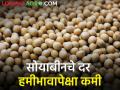 Todays Soybean Rates : आज सोयाबीनला किती मिळाला दर? - Marathi News | Todays Soybean Rates : How much did soybeans get today? | Latest agriculture News at Lokmat.com