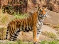 दृष्टिकोन - देशात वाघ वाढले; अधिवासाचे क्षेत्र कसे वाढविणार? - Marathi News | Tigers grow in country; How to increase the area of residence? | Latest editorial News at Lokmat.com