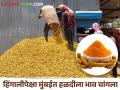 turmeric Market: हिंगाेलीची हळद आज मुंबईच्या हळदीपेक्षा दरात फिकी, काय मिळतोय भाव? - Marathi News | | Latest agriculture News at Lokmat.com