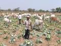 भाजीपाल्याला कवडीमोल भाव; उभ्या कोबी पिकात सोडली जनावरे - Marathi News | Animals graze in cabbage crop | Latest vashim News at Lokmat.com