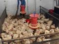 कुक्कुटपालकांनी बर्ड फ्लूबाबत काळजी घ्यावी - Marathi News | Poultry farmers should be careful about bird flu | Latest raigad News at Lokmat.com