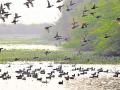 नेरुळमधील नियोजित पक्षी अभयारण्य कागदावरच - Marathi News | The planned bird sanctuary in Nerul is on paper | Latest navi-mumbai News at Lokmat.com