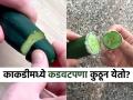 काकडी चिरुन घासली तर काकडीचा कडवडपणा खरंच कमी होतो? कडू काकडी खाऊ नका, पाहा खरं काय.. - Marathi News | Does rubbing cucumber tip with salt really remove bitterness | Latest sakhi News at Lokmat.com