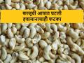 शुभ्र काजूची आयात ठप्प; पांढऱ्या सोन्याचे दर गगनाला - Marathi News | Import of white cashew nuts stopped; White gold prices have skyrocketed | Latest agriculture News at Lokmat.com