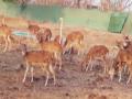 तानसातील गायब हरणांचा ड्राेन कॅमेऱ्याद्वारे शोध - Marathi News | Drain camera search for missing deer in Tansa | Latest vasai-virar News at Lokmat.com