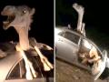 Video: भरधाव कारची उंटाला जोरदार धडक, उंट कारमध्ये अडकला! - Marathi News | Watch Video : Camel struggles escape wreckage car accident | Latest social-viral News at Lokmat.com