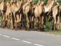 आता मार्ग बदलून होतेय उंट तस्करी; टोळी सक्रिय - Marathi News | Now camel smuggling is changing the route; Gang active | Latest vashim News at Lokmat.com