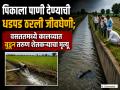 Hingoli: पिकाला पाणी देण्याची धडपड ठरली जीवघेणी; वडिलांच्या डोळ्यादेखत तरुण कालव्यात बुडाला - Marathi News | Struggle to water crops turns fatal; Young farmer drowns in canal in front of father's eyes | Latest hingoli News at Lokmat.com