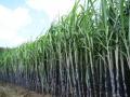 ऊसावरील हुमणीचा प्रादूर्भाव वाढणार - Marathi News | The effect of humani disease on sugarcane will increase | Latest maharashtra News at Lokmat.com