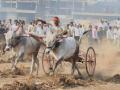 Bullock cart Race : मोठी बातमी! बैलगाडा शर्यतीला सशर्त परवानगी; सर्वोच्च न्यायालयाचा महत्त्वपूर्ण निकाल - Marathi News | supreme court give conditional permission to bullock cart race in maharashtra | Latest maharashtra News at Lokmat.com
