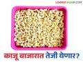 Cashew Market : हवामानातील बदलामुळे यंदा काजू उत्पादन संकटात; बाजारात चांगला दर मिळण्याचा अंदाज - Marathi News | Cashew Market : Cashew production in crisis this year due to climate change; Expected to get good prices in the market | Latest agriculture News at Lokmat.com