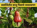 ढगाळ हवामानात काजू बागेचे व्यवस्थापन कसे कराल? - Marathi News | How to manage cashew crop orchard in cloudy weather? | Latest agriculture News at Lokmat.com