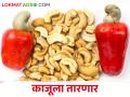 काजू उत्पादक शेतकऱ्यांना तारणार ही कर्ज योजना - Marathi News | This loan scheme will save cashew farmers | Latest agriculture News at Lokmat.com
